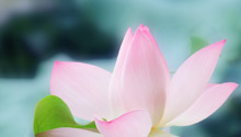 与众不同的樱花观察见闻日记的日记400字